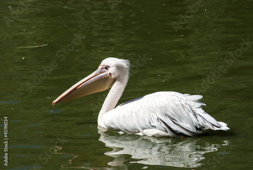 Pelican in lake water full profile closeup