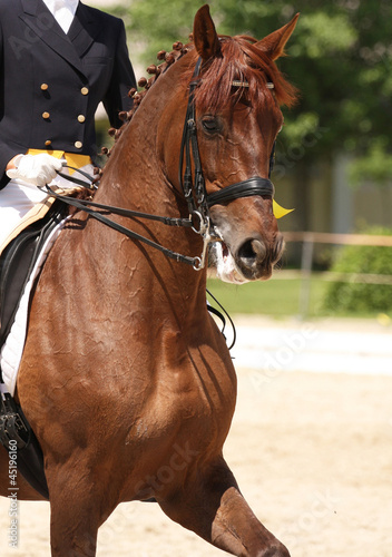 dressage horse © Farmer