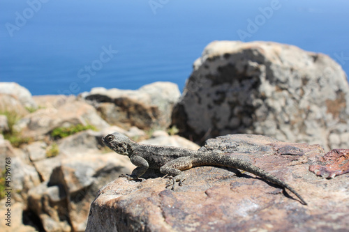 Gecko on a Rock