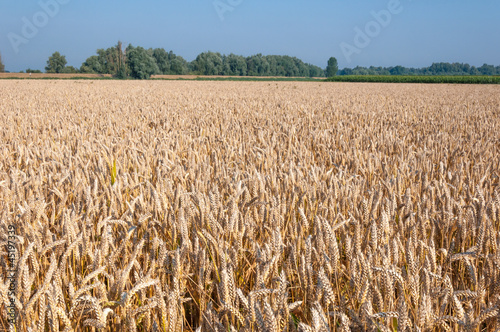 Ripe wheat in a Dutch landscape