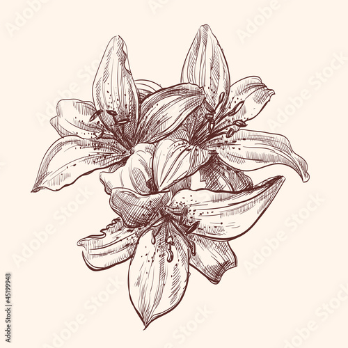 Fototapeta Naklejka Na Ścianę i Meble -  illustration lily