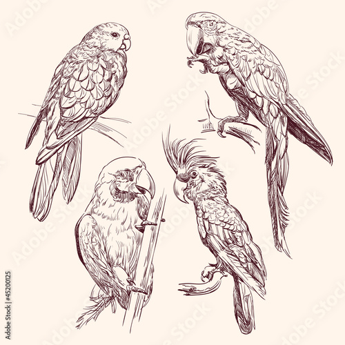 Parrot  collection   vector llustration