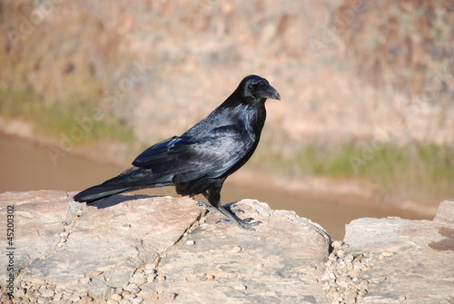 Black crow on the Grand Canyon © andrash
