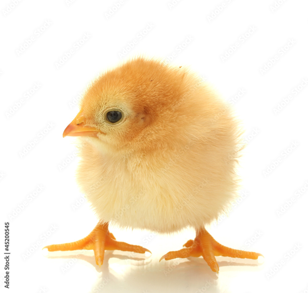 Fototapeta premium beautiful little chicken isolated on the white