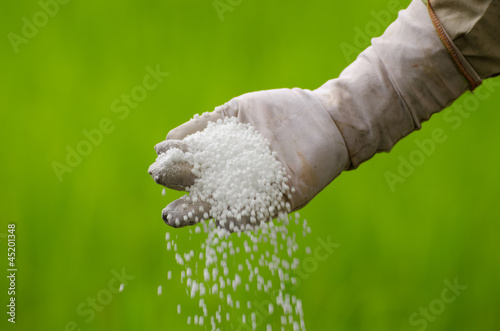 Canvastavla pouring of chemical fertilizer with farmer hand