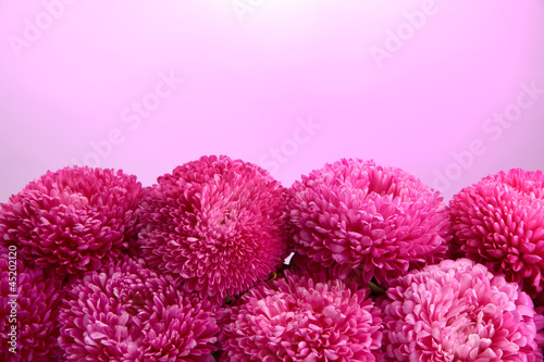 beautiful aster flowers  on pink background