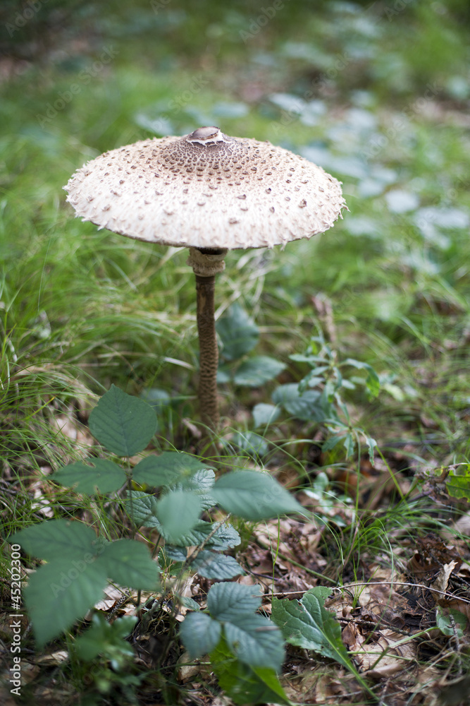Mushrooms Mushrooms