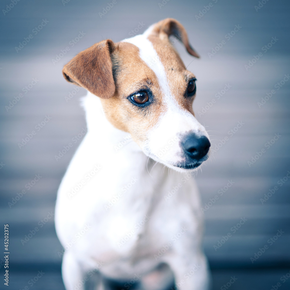 Jack Russell terrier portrait. Jack Russell terrier portrait.