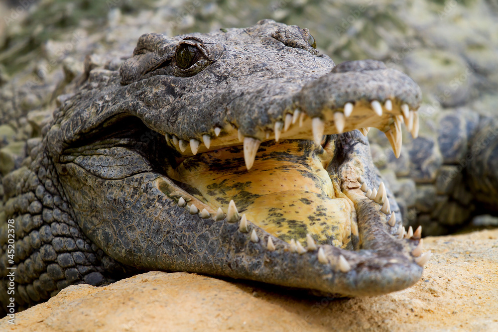 Obraz premium Crocodile is cooling down with mouth open