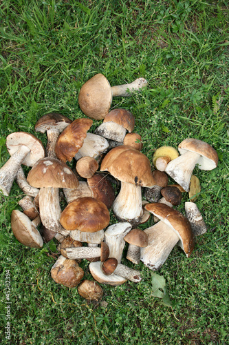 куча грибов на траве