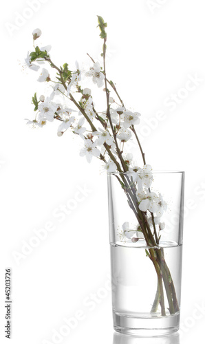 beautiful cherry blossom in vase isolated on white