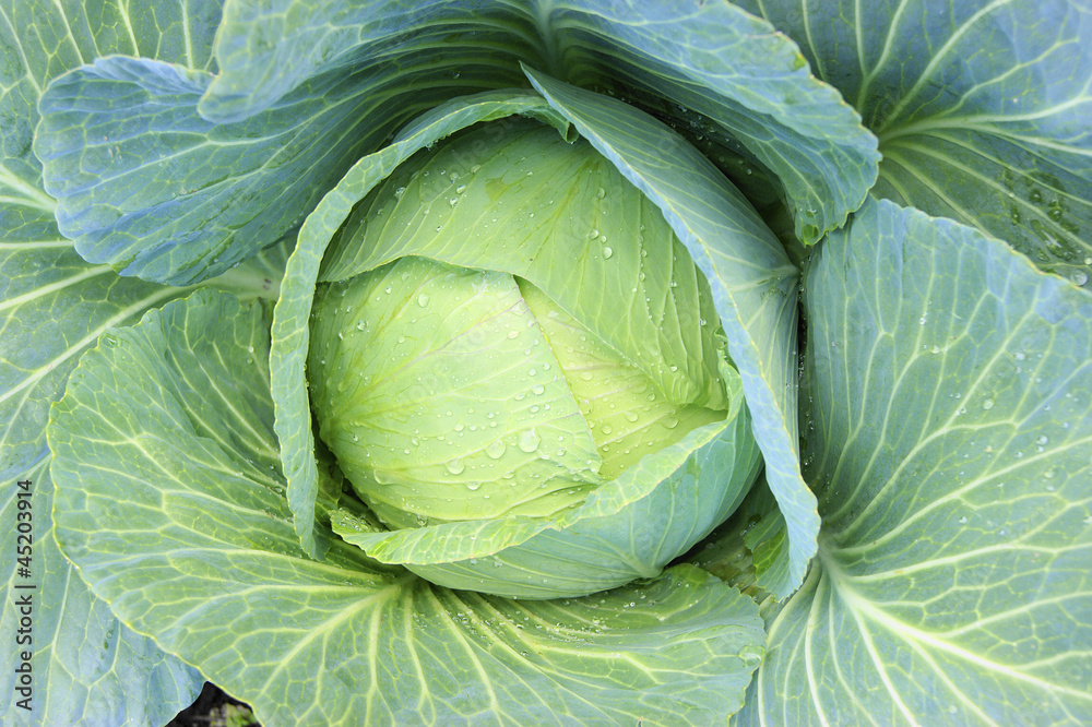 Fototapeta premium Cabbage in vegetable garden