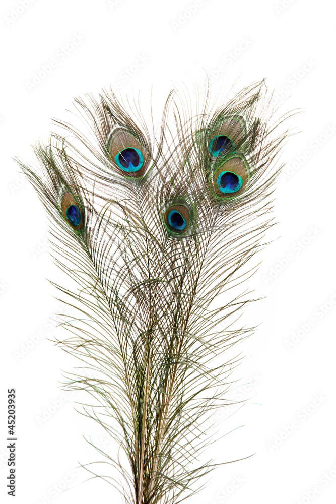 Naklejka premium Peacock Feathers on white background
