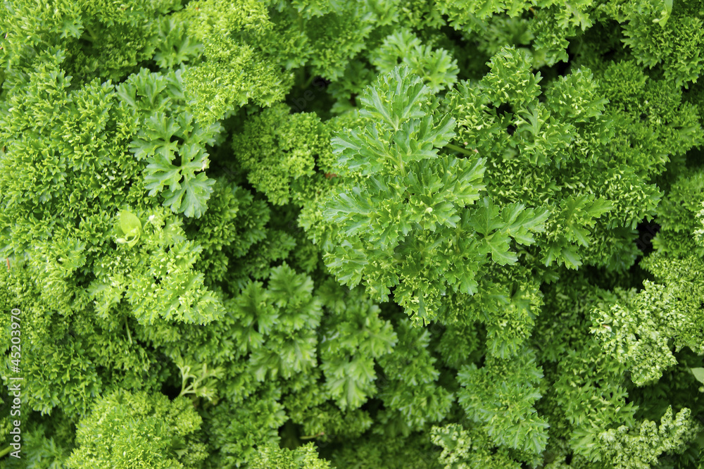 Verdure,salad