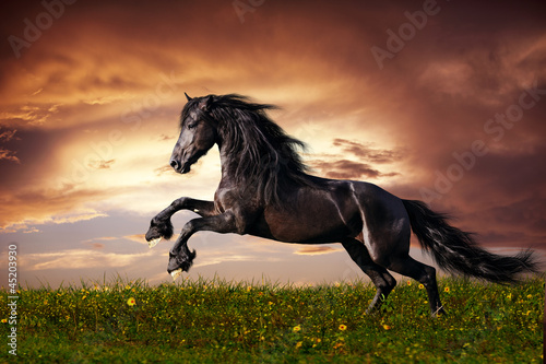 Canvas Print Black Friesian horse gallop