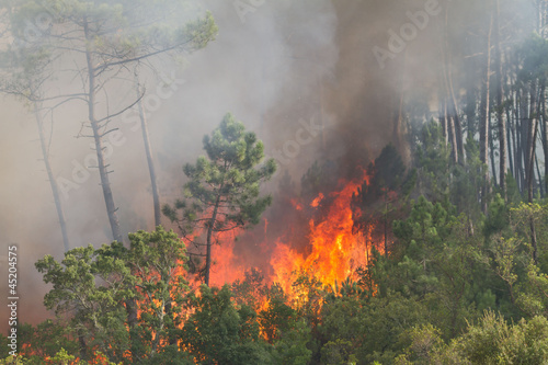 Forest Wild fire detail on Portugal Summer