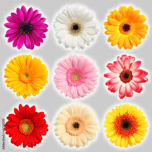 Sammlung Blumen - Collection of flowers © Aamon