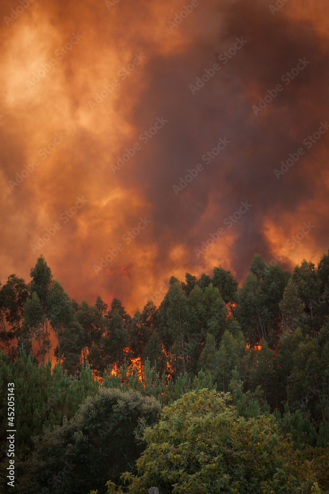 Fototapeta premium Forest Wild fire detail on Portugal Summer