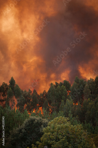 Forest Wild fire detail on Portugal Summer