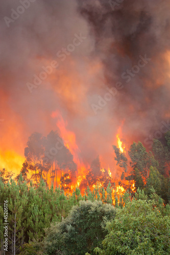Forest Wild fire detail on Portugal Summer © Paulo M.F. Pires
