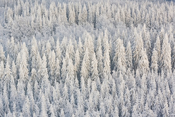 Fototapete Skandinavien Winter forest in Finland  © snowturtle