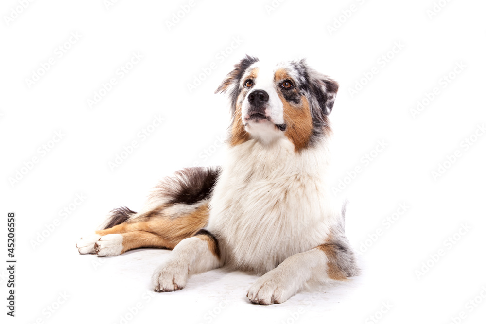 Australian Shepherd macht platz