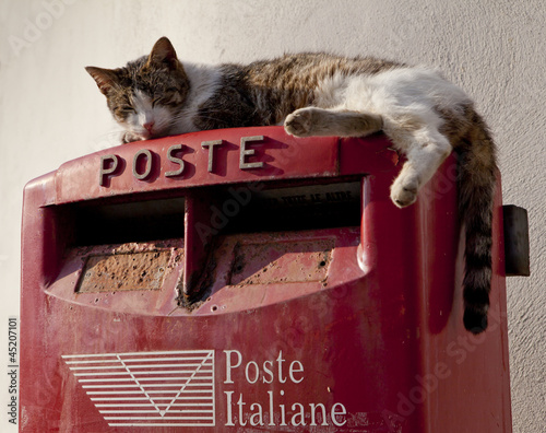 Wallpaper Mural Cat on a Postbox
