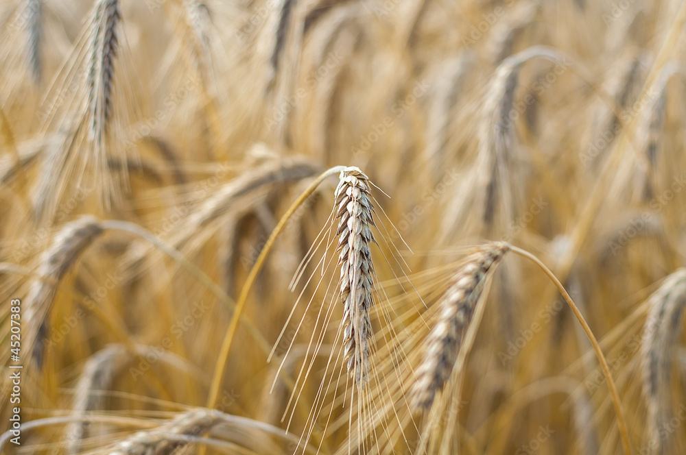 Fototapeta premium Mature wheat