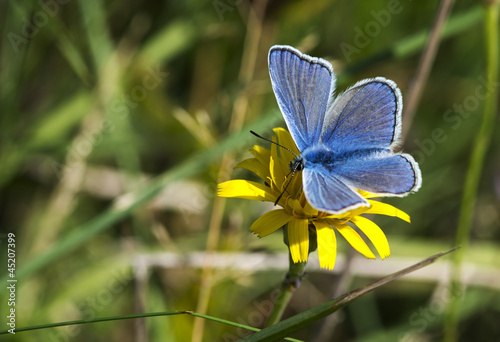 Common Blue butterfly - polyommatus icarus © Chris Willemsen 