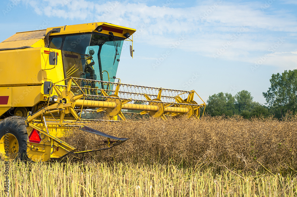 Fototapeta premium Combine harvester