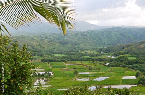 Reisfelder in Hawaii