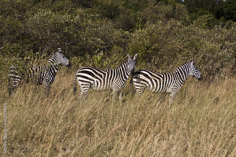 Fototapeta premium Zebra in Kenia
