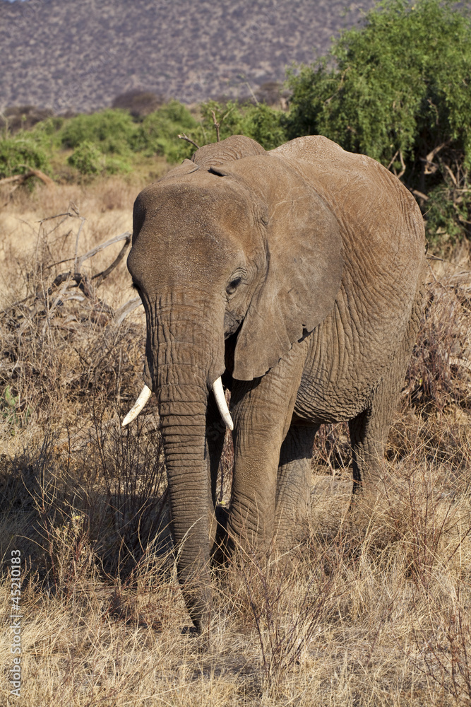 Fototapeta premium African Elephant
