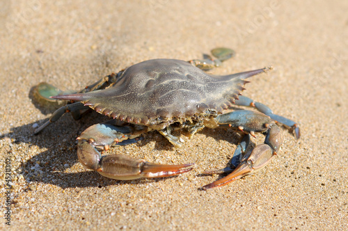 crabs turkey beach