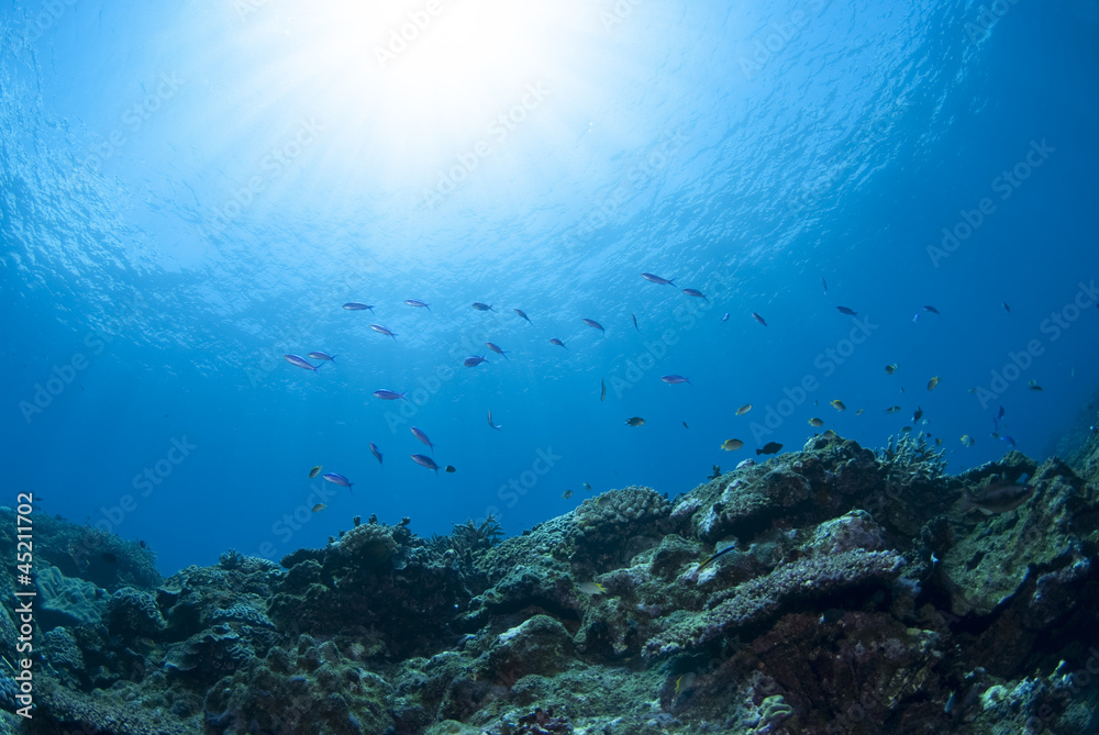 Fototapeta premium 海底の景色