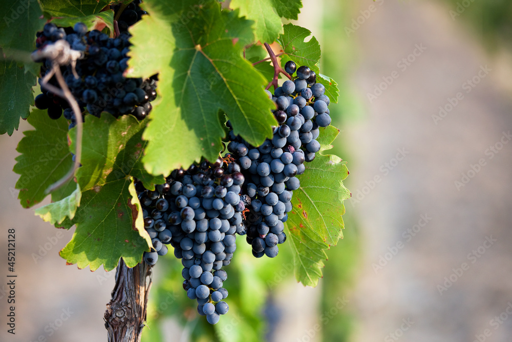 Several bunches of ripe grapes