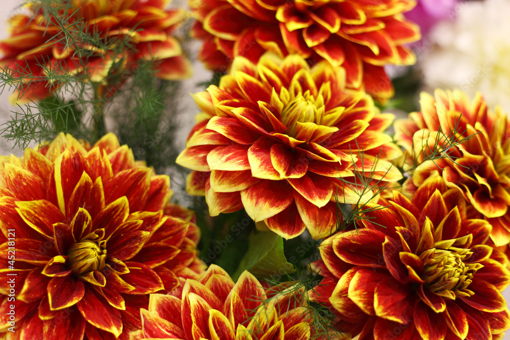 Dahlia Dahlia