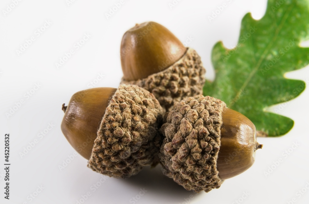 Acorns and oak leaf
