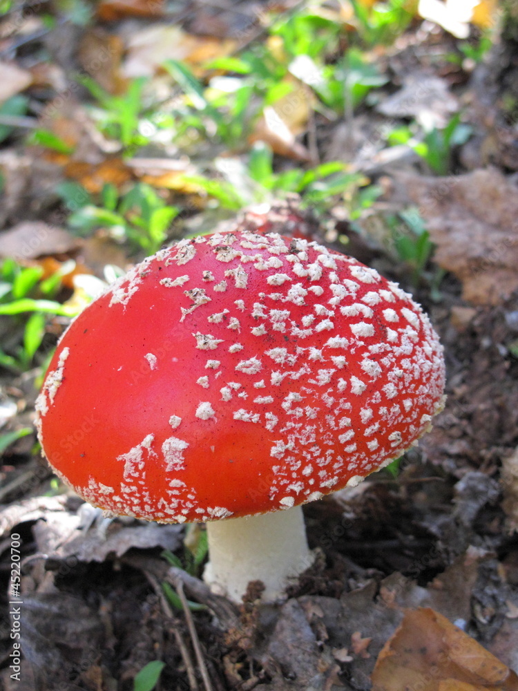 Fly agaric (Amanita muscaria) mushroom in the autumn forest Fly agaric (Amanita muscaria) mushroom in the autumn forest