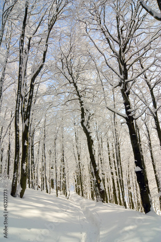 winter snow covered fir trees on mountainside © dziewul