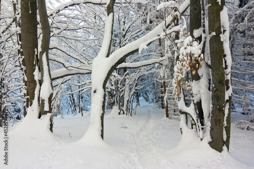 winter snow covered fir trees on mountainside