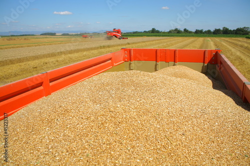 Récolte du blé :  moissoneuse et tracteur