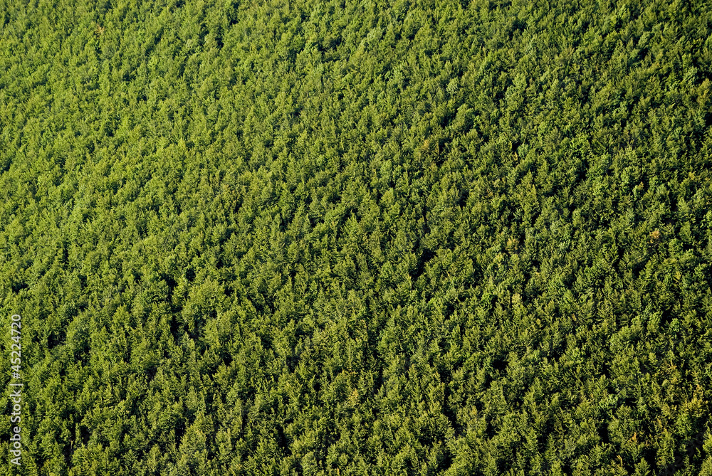 Forest texture Forest texture