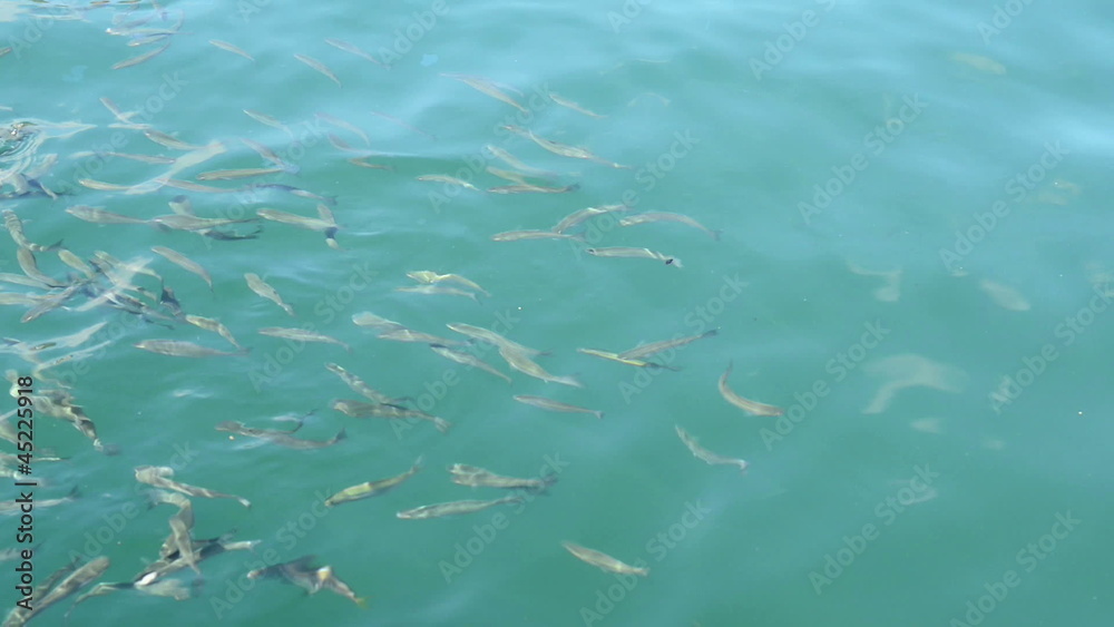 Covey of fishes eats up food Covey of fishes eats up food
