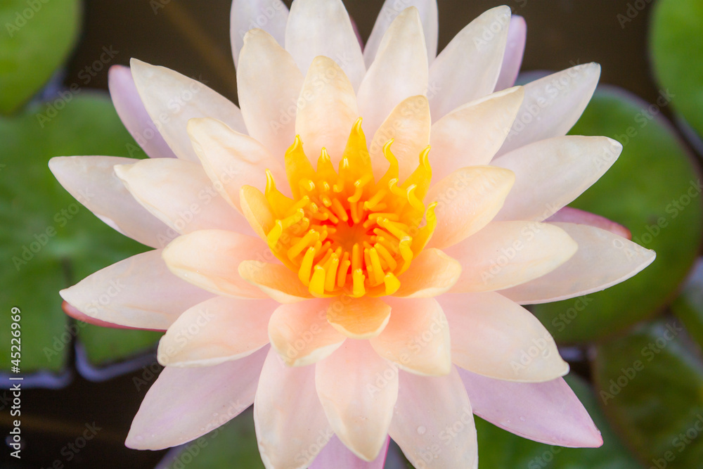Pink lotus Pink lotus