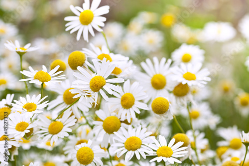 Fototapeta Naklejka Na Ścianę i Meble -  Chamomile flowers