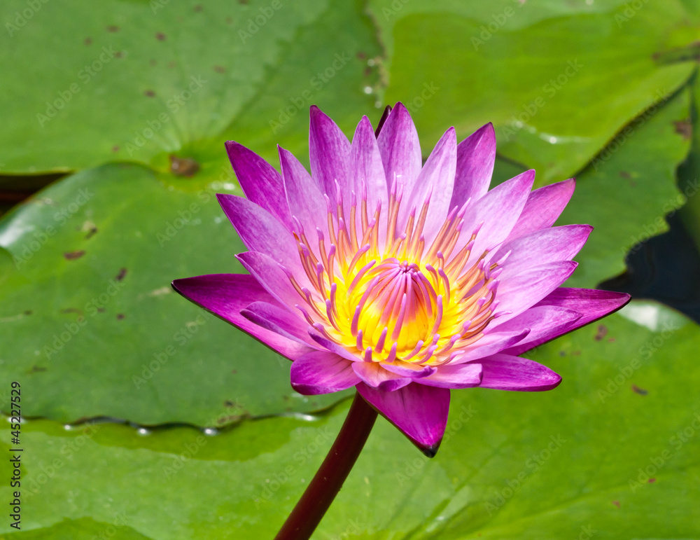 beautiful  pink lotus flower