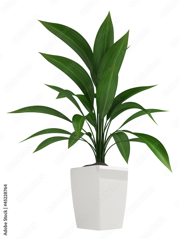 Leafy aspidistra houseplant Leafy aspidistra houseplant