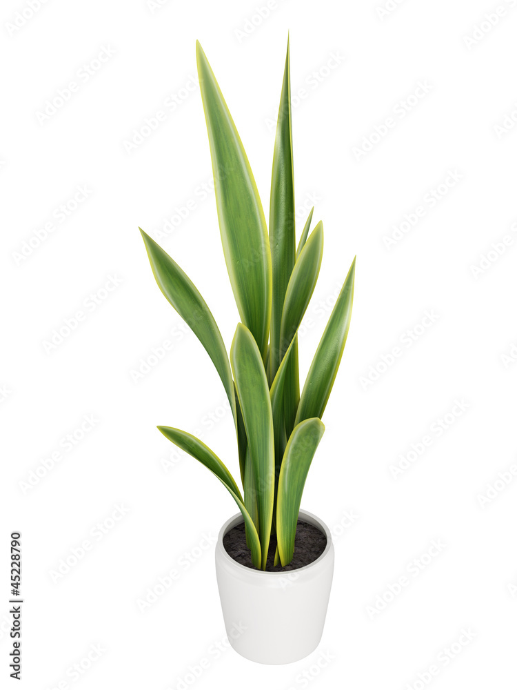 Sansevieria growing in a pot Sansevieria growing in a pot