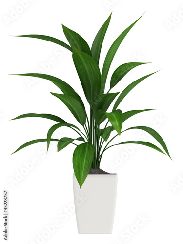 Leafy aspidistra houseplant photo